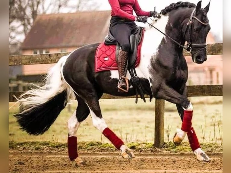 Baroque Pinto Mare 1 year 16,1 hh Pinto in Halle