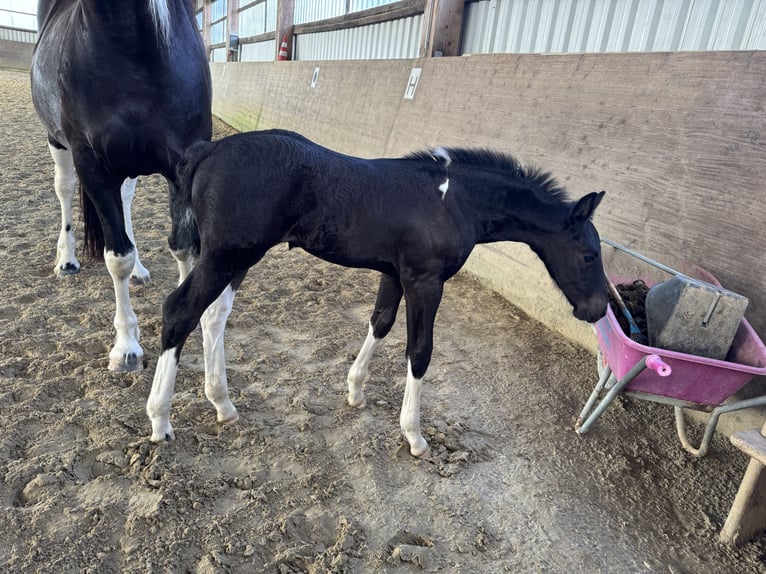 Baroque Pinto Mare 1 year 16,1 hh Pinto in Halle