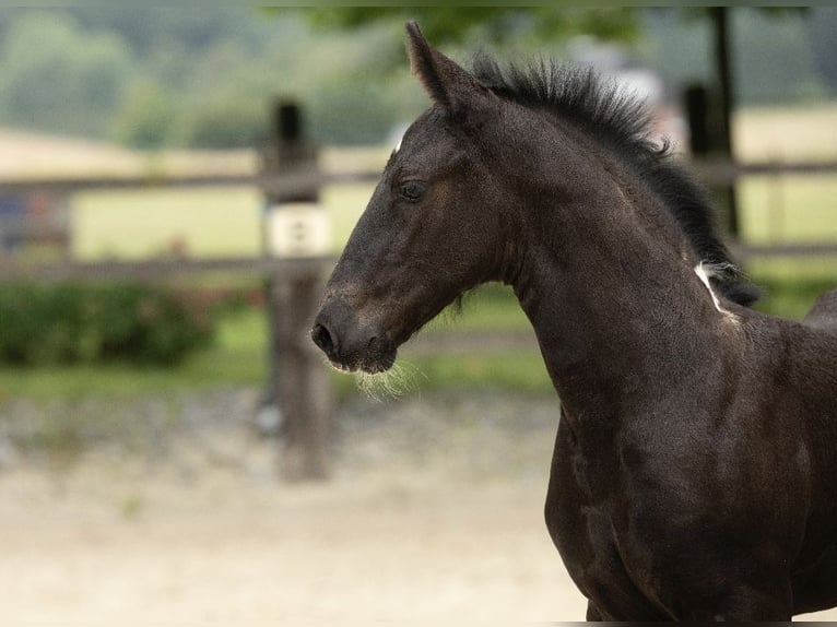 Baroque Pinto Mare 1 year 16,1 hh Pinto in Halle