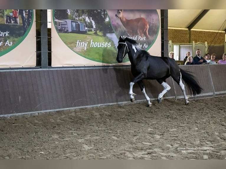 Baroque Pinto Mare 1 year 16,1 hh Pinto in Halle