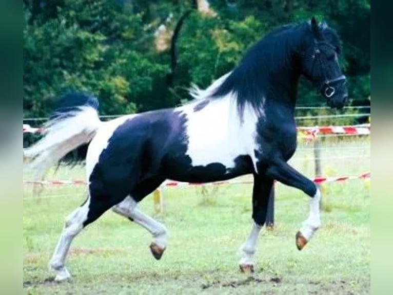 Baroque Pinto Mare 1 year 16,1 hh Pinto in Halle