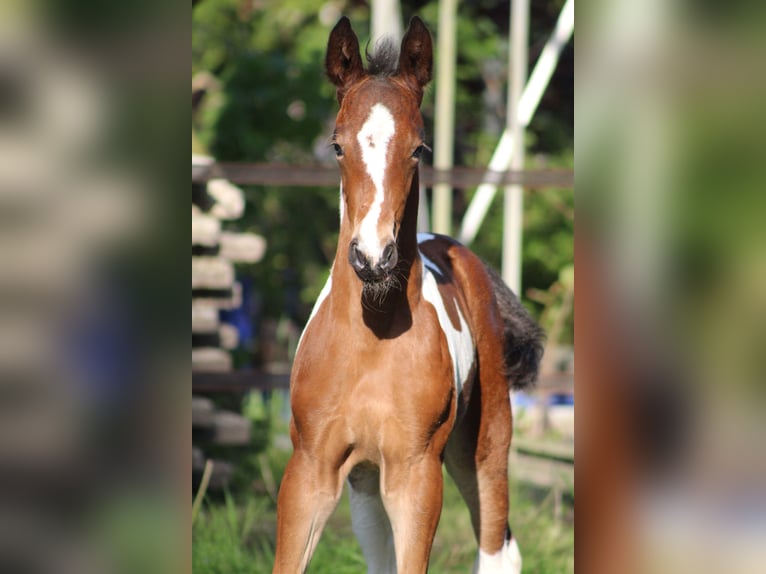 Baroque Pinto Mix Mare 1 year 16,2 hh Pinto in Noordwijk