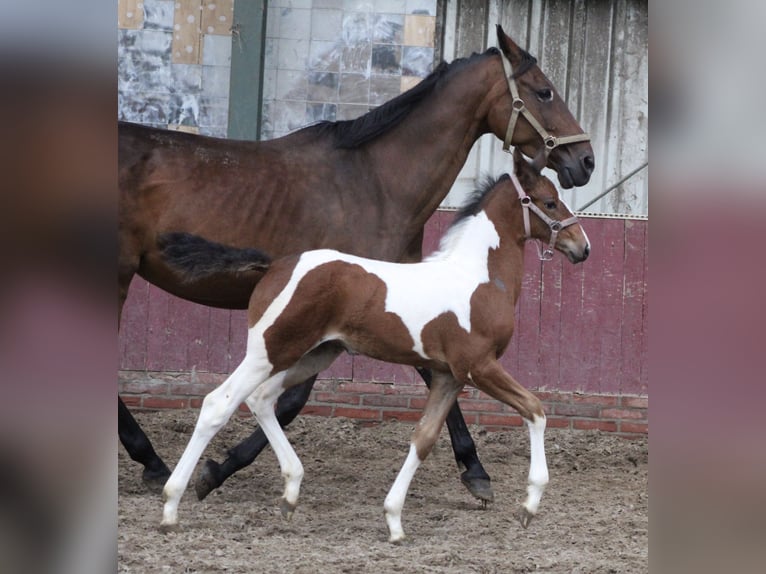 Baroque Pinto Mix Mare 1 year 16,2 hh Pinto in Noordwijk