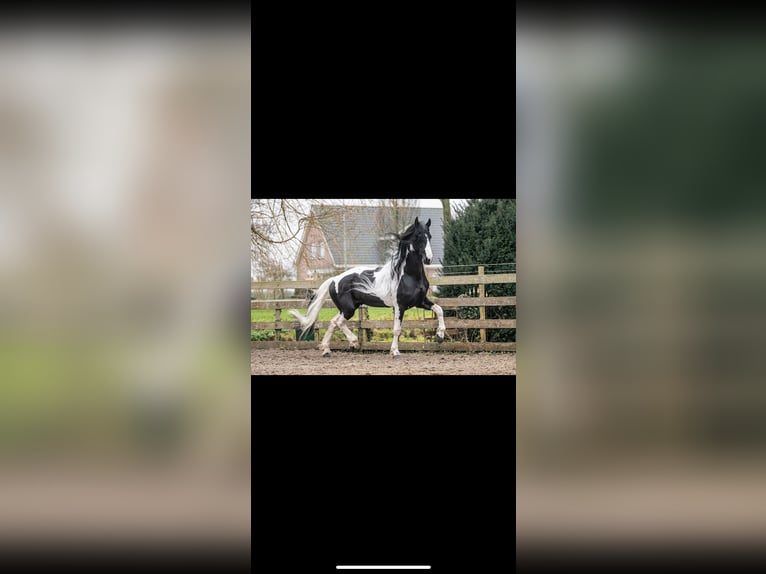 Baroque Pinto Mix Mare 1 year 16,2 hh Pinto in Noordwijk