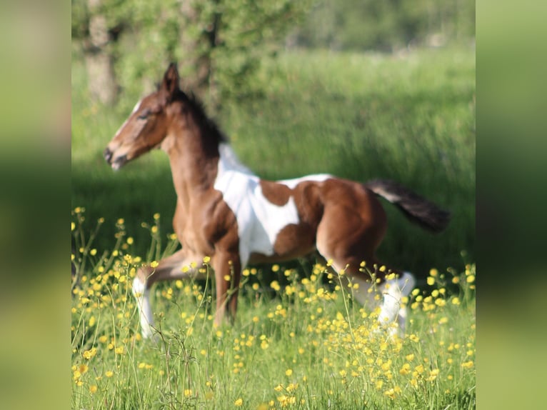 Baroque Pinto Mix Mare 1 year 16,2 hh Pinto in Noordwijk