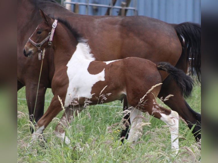 Baroque Pinto Mix Mare 1 year 16,2 hh Pinto in Noordwijk