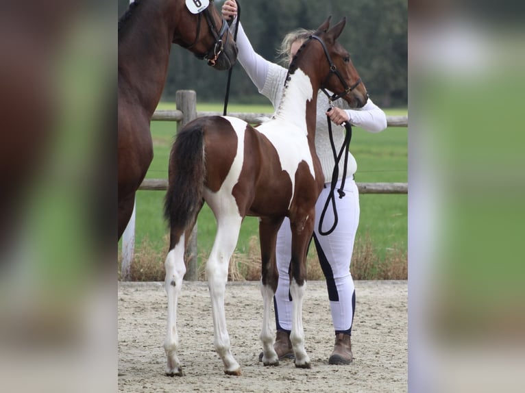 Baroque Pinto Mix Mare 1 year 16,2 hh Pinto in Noordwijk