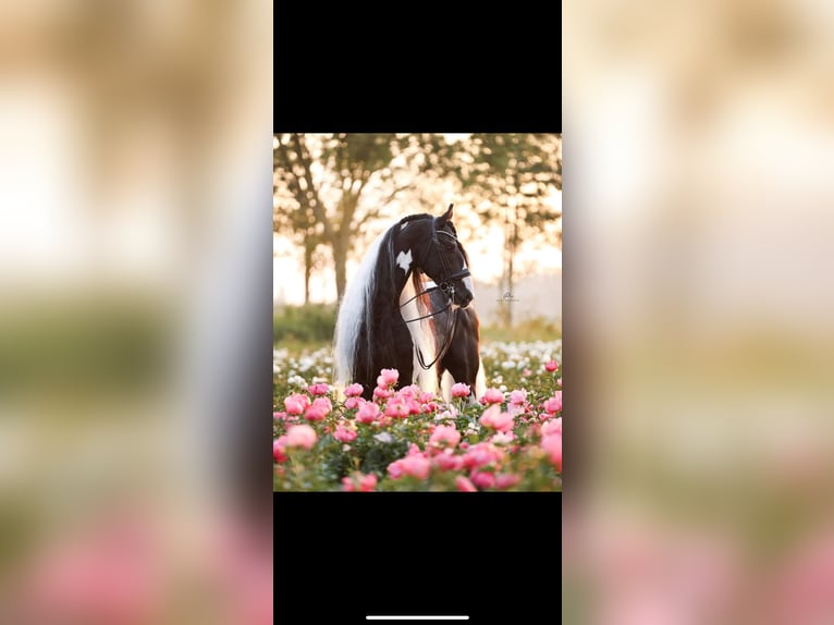 Baroque Pinto Mix Mare 1 year 16,2 hh Pinto in Noordwijk