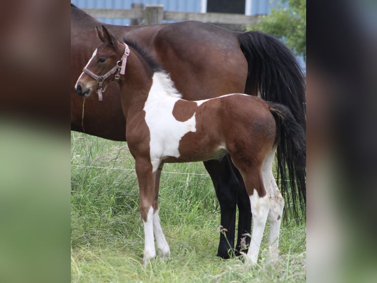 Baroque Pinto Mix Mare 1 year 16,2 hh Pinto in Noordwijk