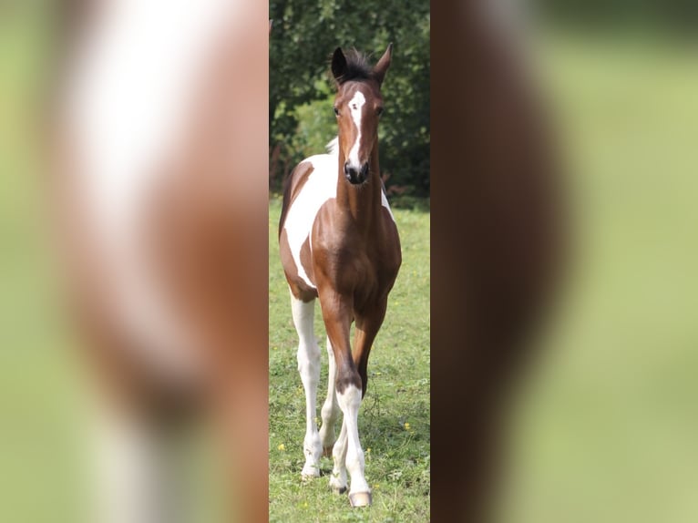 Baroque Pinto Mix Mare 1 year 16,2 hh Pinto in Noordwijk