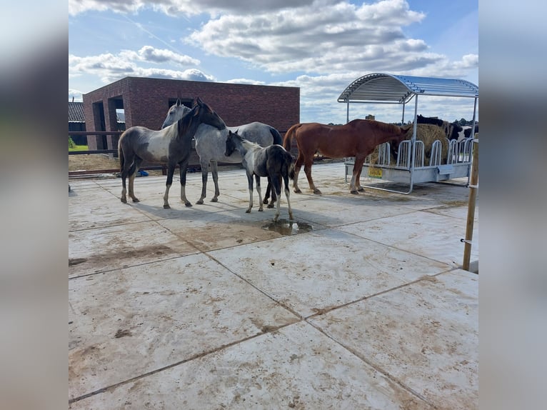 Baroque Pinto Mare 1 year Can be white in Barger-Compascuum