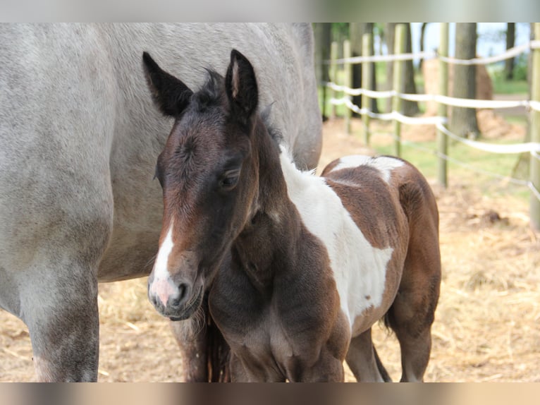 Baroque Pinto Mare 1 year Can be white in Barger-Compascuum