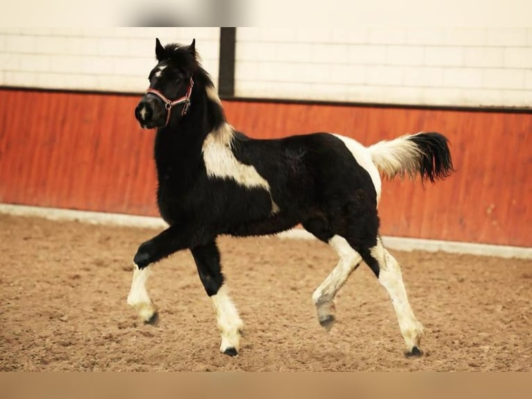 Baroque Pinto Mare 1 year Pinto in Bergen (NH)