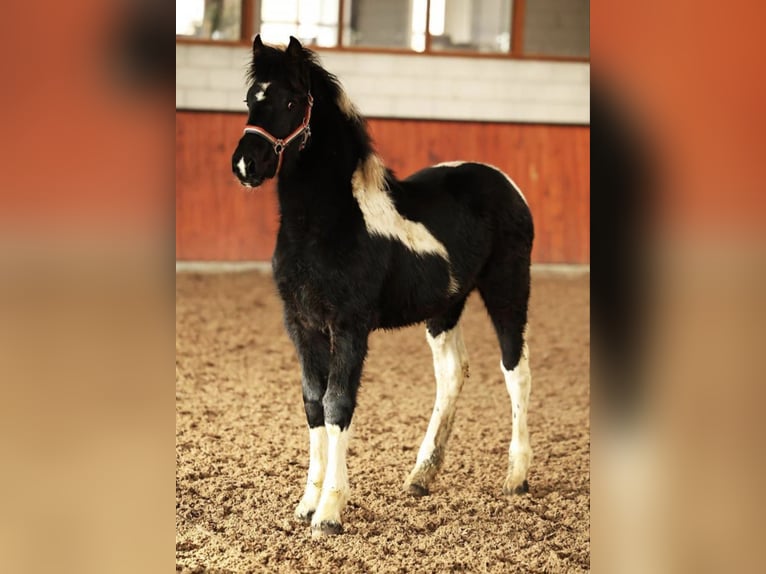 Baroque Pinto Mare 1 year Pinto in Bergen (NH)