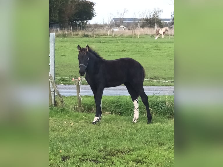 Baroque Pinto Mare 1 year Tobiano-all-colors in Blije