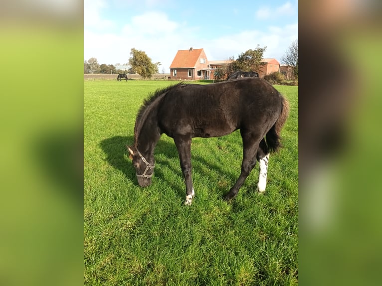 Baroque Pinto Mare 1 year Tobiano-all-colors in Blije