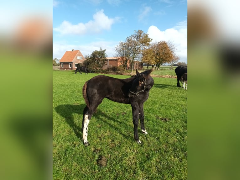 Baroque Pinto Mare 1 year Tobiano-all-colors in Blije