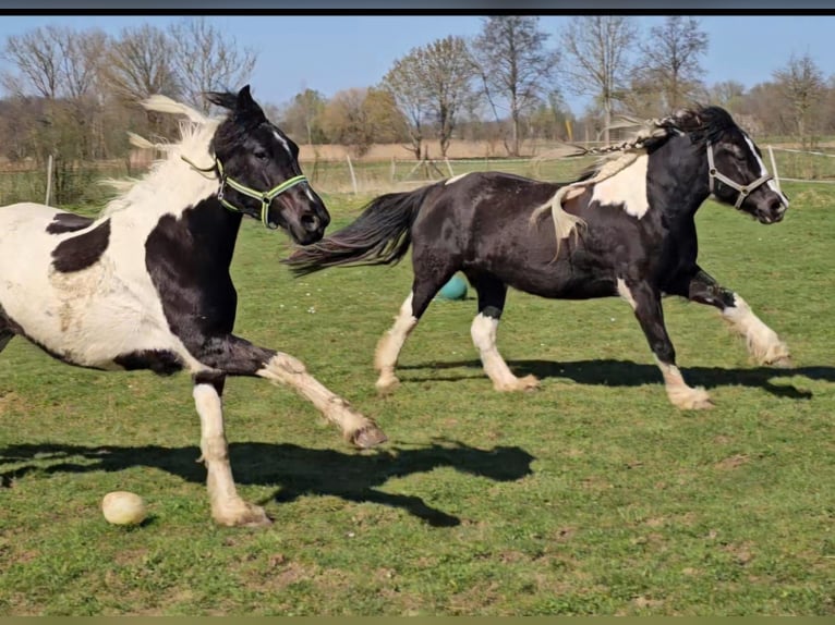Baroque Pinto Mare 2 years 14.2 hh Pinto in Schallstadt