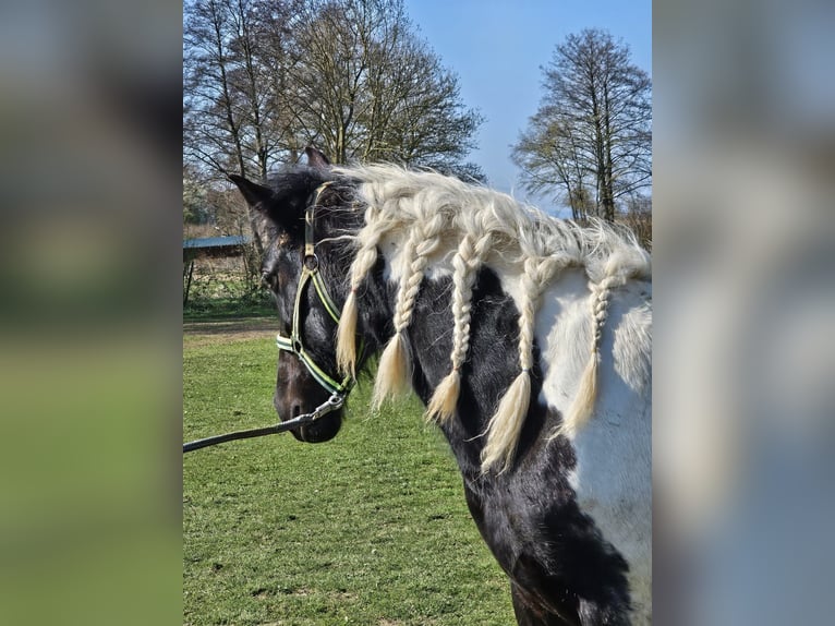 Baroque Pinto Mare 2 years 14.2 hh Pinto in Schallstadt