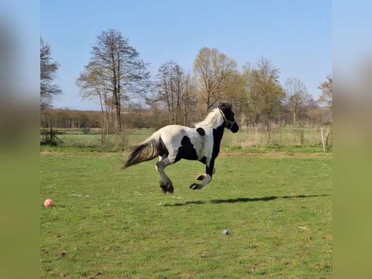 Baroque Pinto Mare 2 years 14,2 hh Pinto in Schallstadt