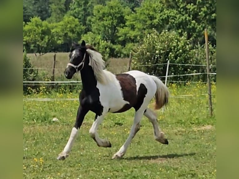 Baroque Pinto Mare 2 years 14,2 hh Pinto in Schallstadt
