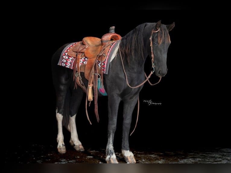 Baroque Pinto Mare 2 years 14,3 hh Black in Hastings