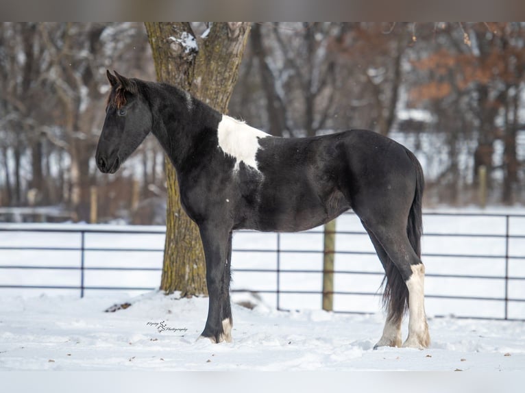 Baroque Pinto Mare 2 years 14,3 hh Black in Hastings