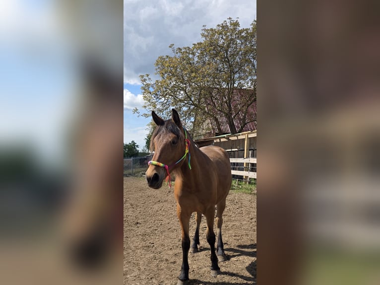 Baroque Pinto Mare 2 years 15.2 hh Brown in Gross Pankow