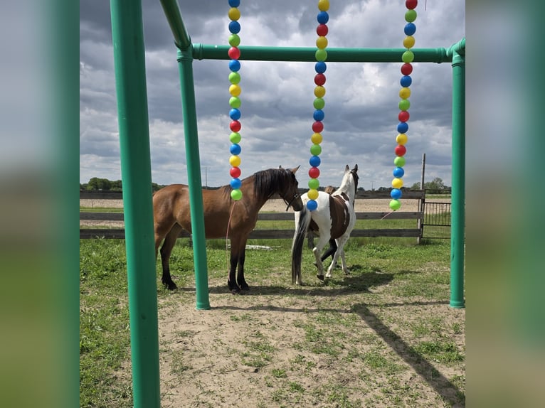 Baroque Pinto Mare 2 years 15.2 hh Brown in Gross Pankow