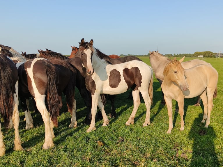 Baroque Pinto Mare 2 years 15.2 hh Tobiano-all-colors in Tzummarum
