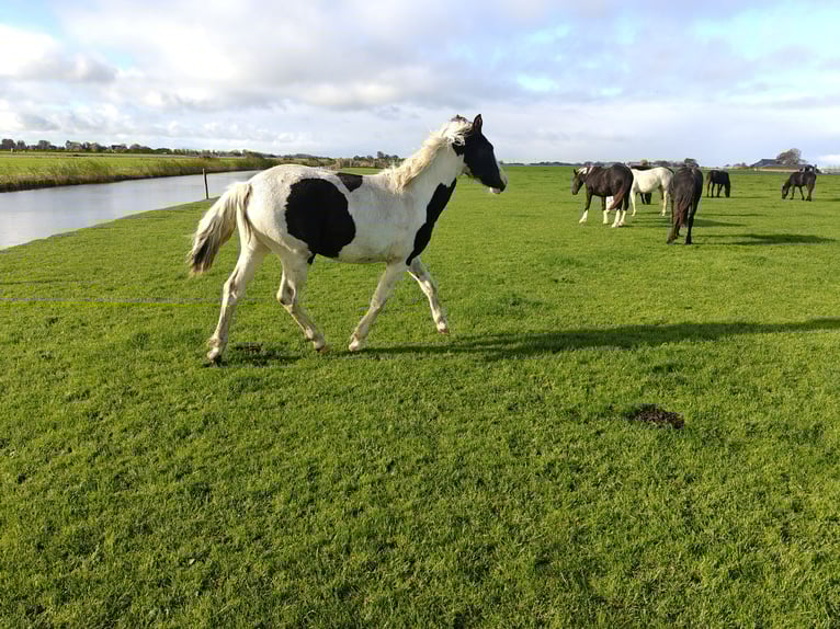 Baroque Pinto Mare 2 years 15.2 hh Tobiano-all-colors in Tzummarum