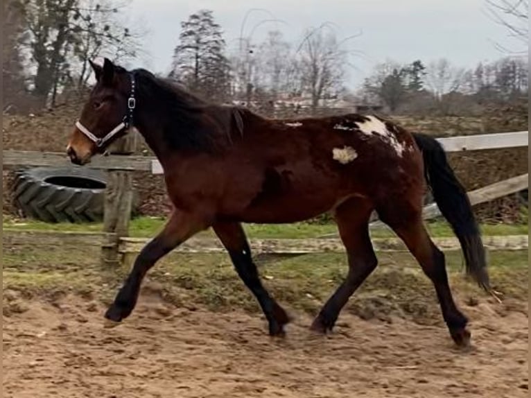 Baroque Pinto Mix Mare 2 years 15,2 hh Leopard-Piebald in Hespe