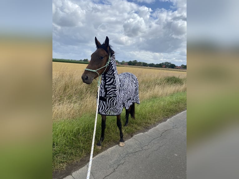 Baroque Pinto Mix Mare 2 years 15,2 hh Leopard-Piebald in Hespe
