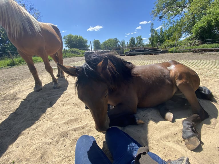 Baroque Pinto Mix Mare 2 years 15,2 hh Leopard-Piebald in Hespe