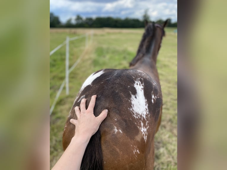 Baroque Pinto Mix Mare 2 years 15,2 hh Leopard-Piebald in Hespe