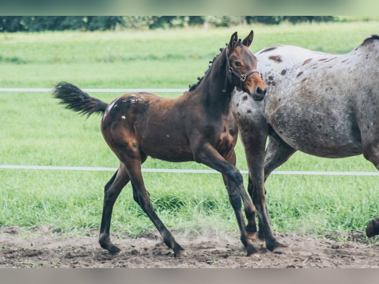 Baroque Pinto Mix Mare 2 years 15,2 hh Leopard-Piebald in Hespe