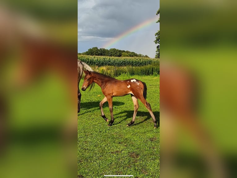 Baroque Pinto Mix Mare 2 years 15,2 hh Leopard-Piebald in Hespe