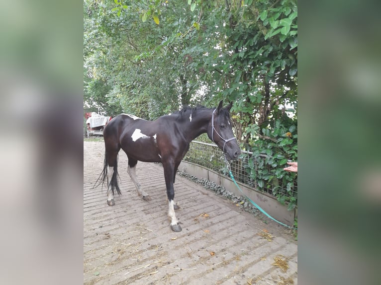 Baroque Pinto Mare 2 years 16 hh in Bedburg-Hau