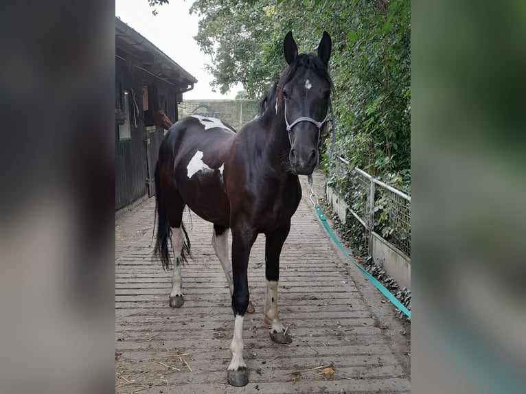 Baroque Pinto Mare 2 years 16 hh in Bedburg-Hau