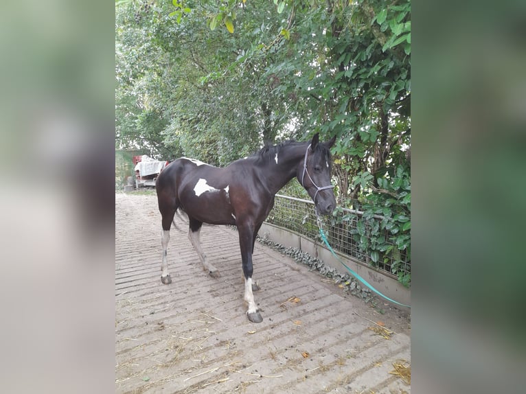 Baroque Pinto Mare 2 years 16 hh in Bedburg-Hau