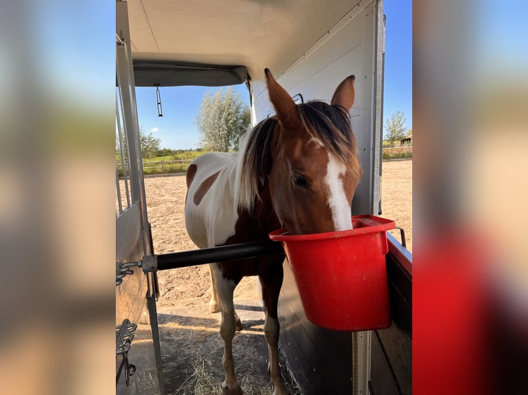 Baroque Pinto Mare 2 years 16 hh Pinto in Kockengen