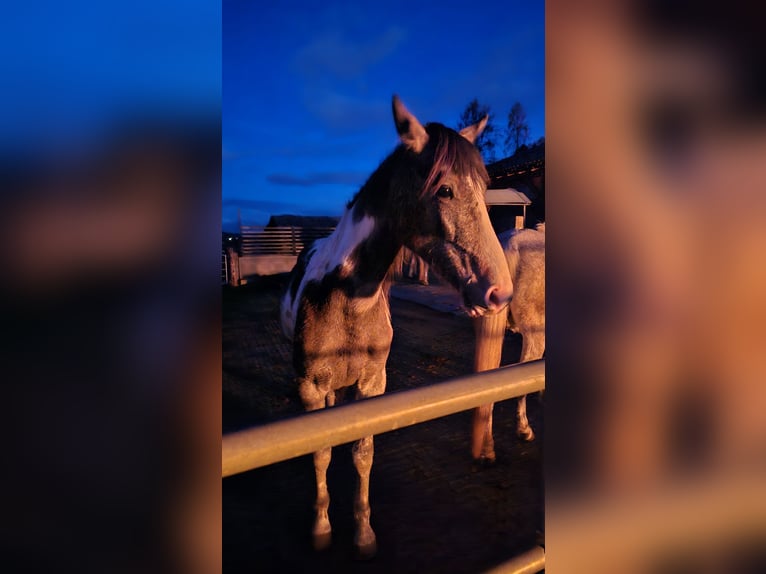 Baroque Pinto Mix Mare 2 years 16 hh Pinto in Moosburg