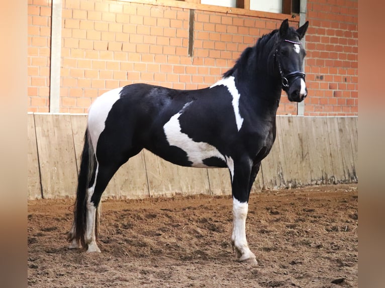 Baroque Pinto Mare 2 years 16 hh Pinto in uelsen