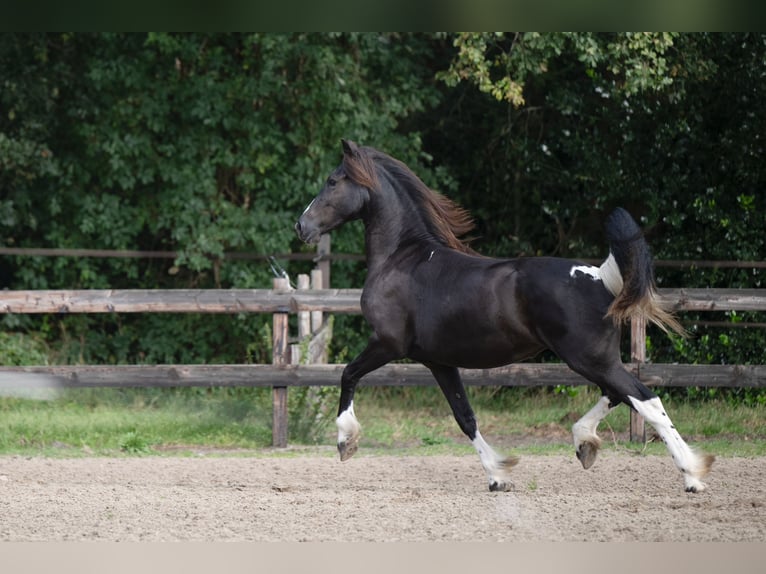 Baroque Pinto Mare 2 years 16 hh Tobiano-all-colors in Zuidwolde