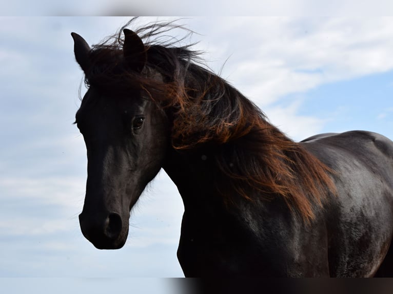 Baroque Pinto Mare 2 years 17 hh Black in Plzeň-sever