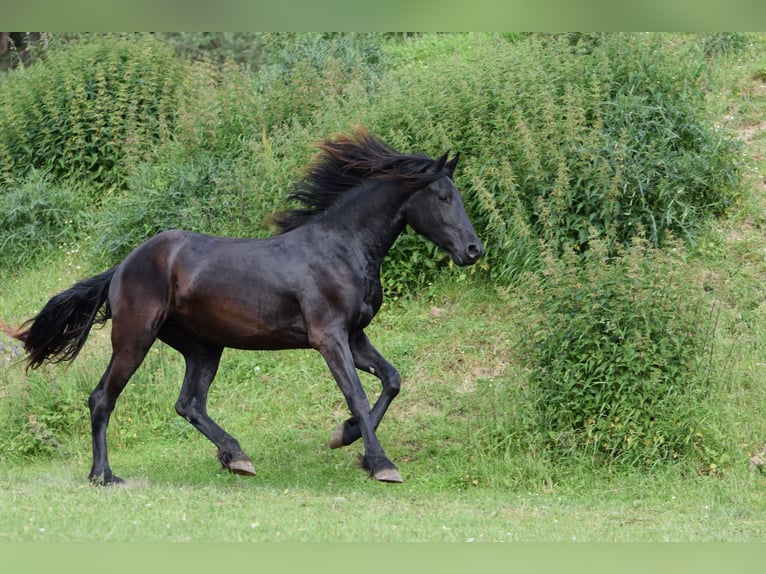 Baroque Pinto Mare 2 years 17 hh Black in Plzeň-sever