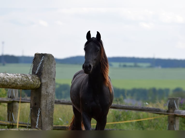 Baroque Pinto Mare 2 years 17 hh Black in Plzeň-sever