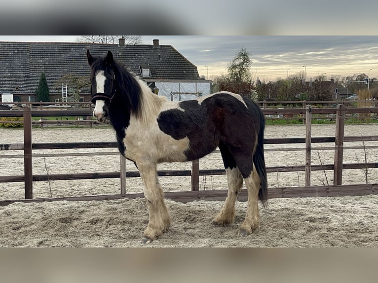 Baroque Pinto Mare 2 years Pinto in Oeffelt