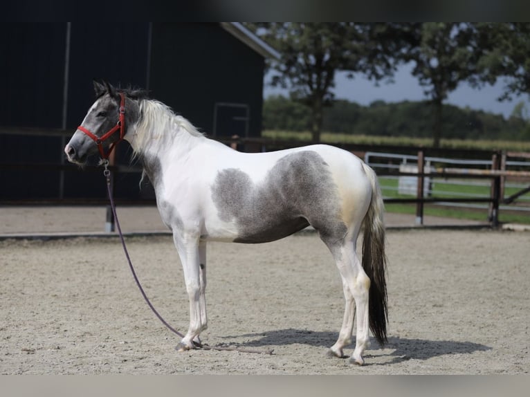 Baroque Pinto Mix Mare 2 years Pinto in Zieuwent