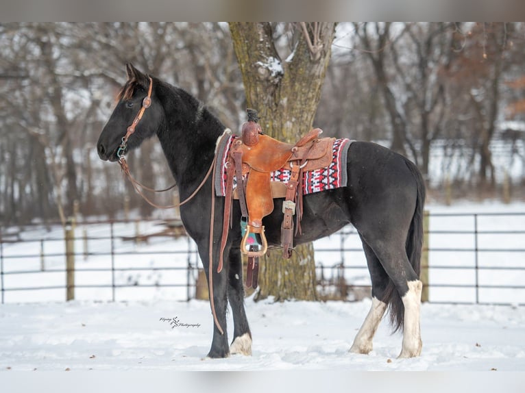 Baroque Pinto Mare 3 years 14,3 hh Black in Hastings
